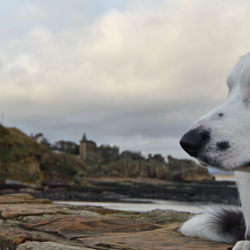 Border collie in St Andrews, Scotland