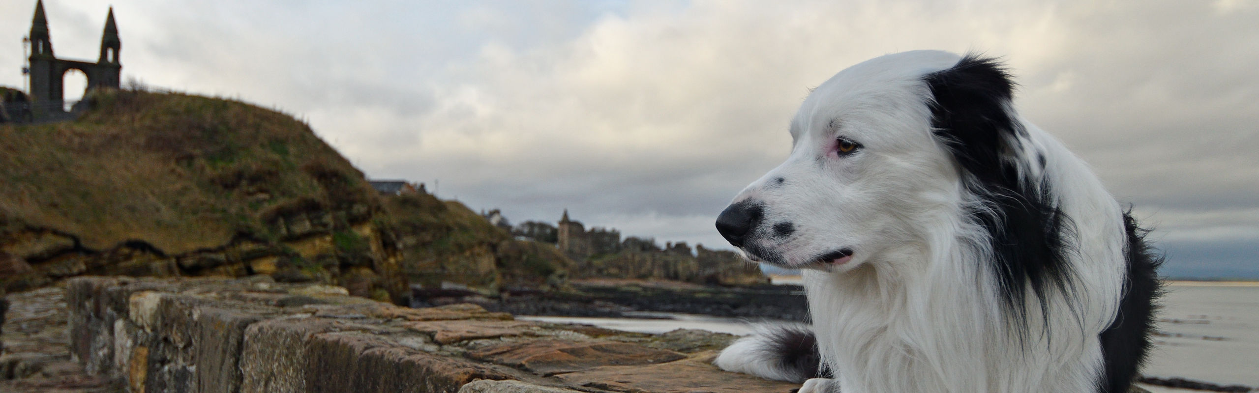 Border collie in St Andrews, Scotland